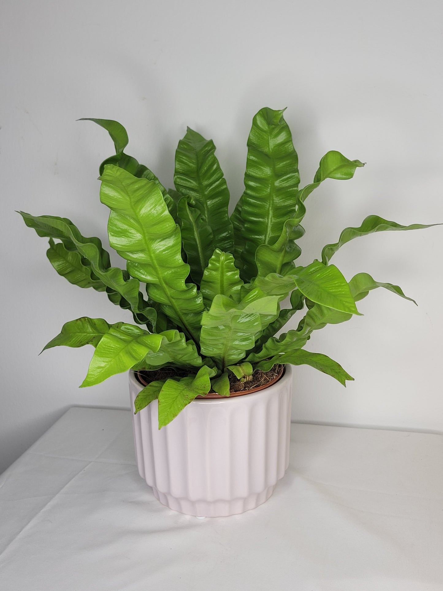 Macetero Diseño Rosa Palo