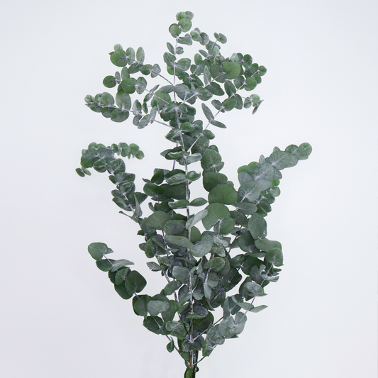 eucaliptus-cinerea-preservado