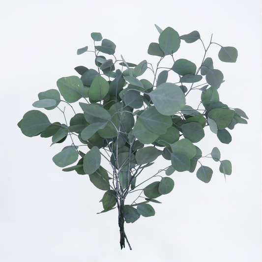 eucaliptus-populus-verde-preservado