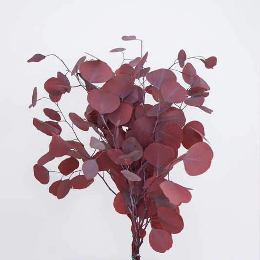 eucaliptus-populus-granate-preservado