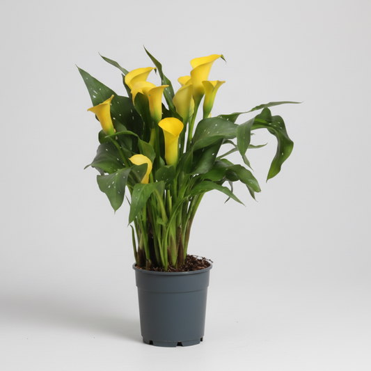 Zantedeschia cala flor amarilla decorativa