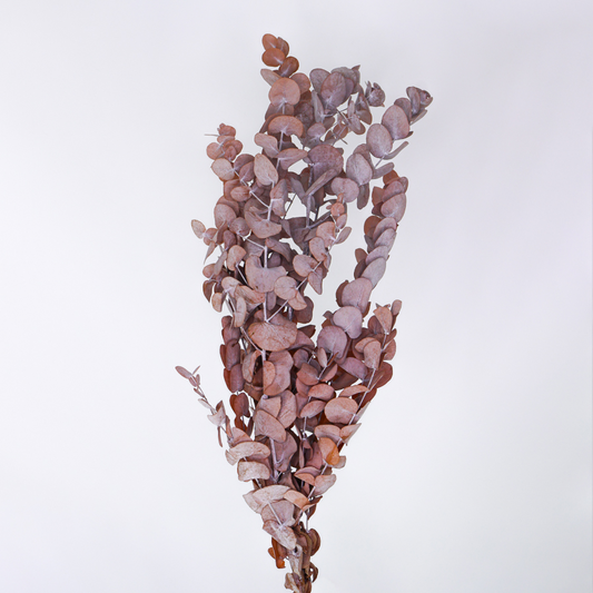 eucaliptus-cinerea-vintage-preservado