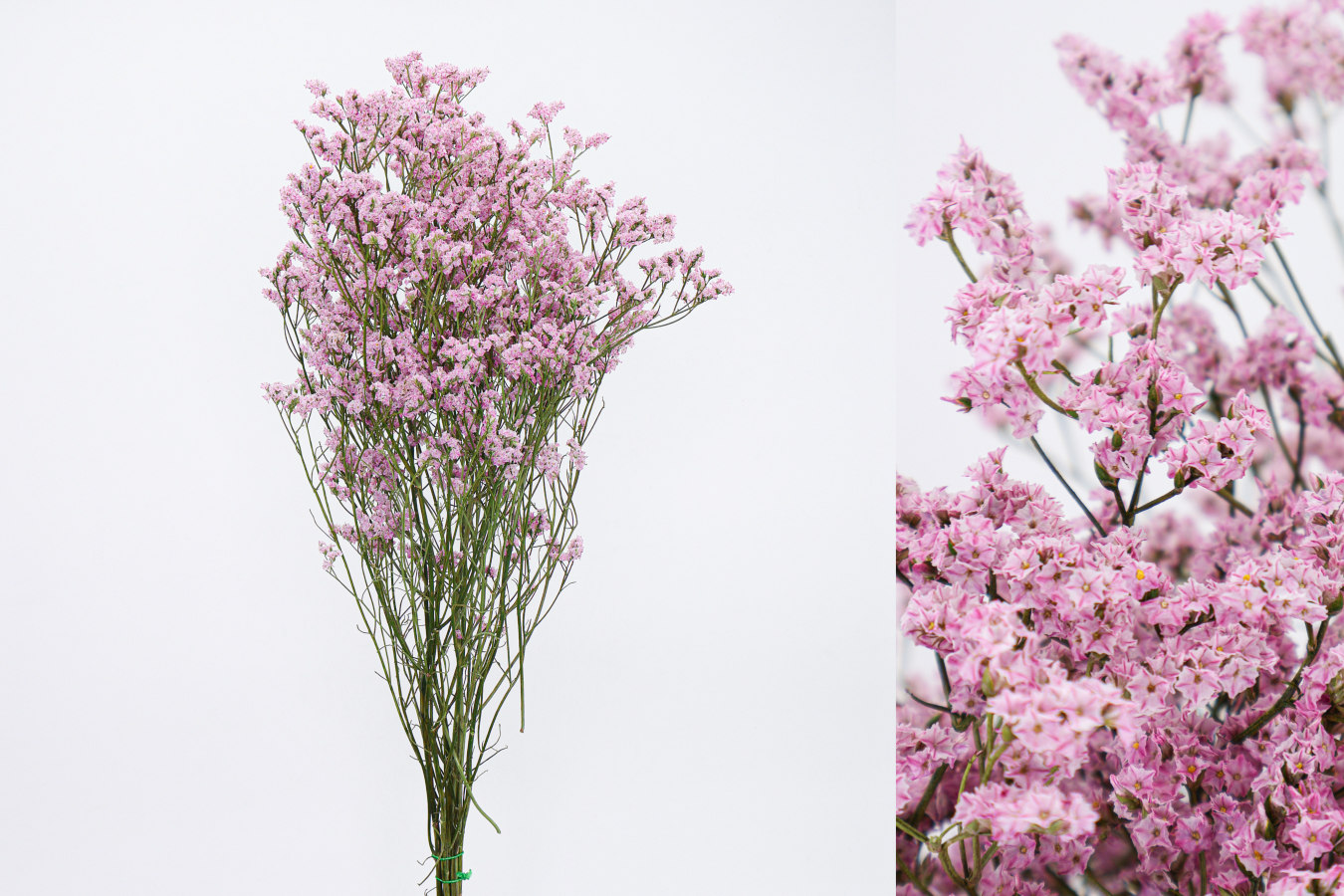 Limonium Sinensis Rosa Preservado