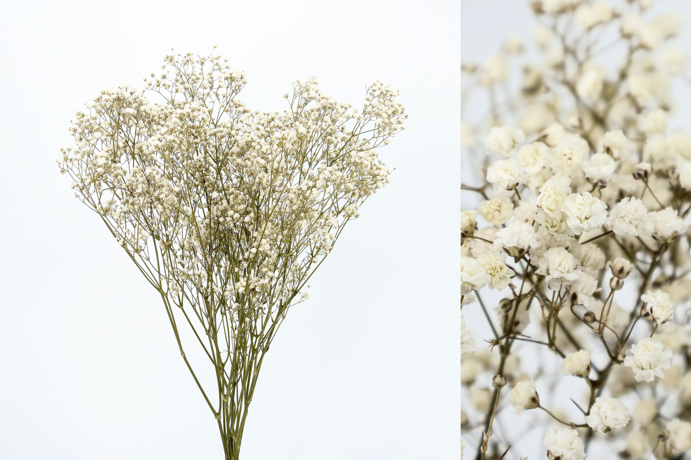 Paniculata Blanca Preservada