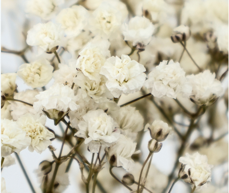 flor-preservada-paniculata