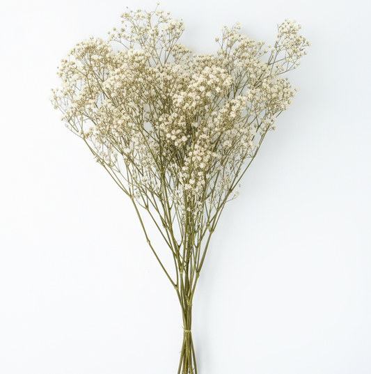 paniculata-flor-blanca