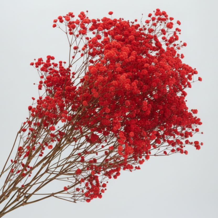 paniculata preservada flor