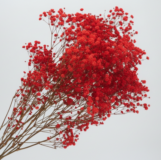 paniculata preservada flor