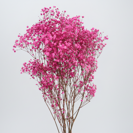 paniculata-flor-fucsia
