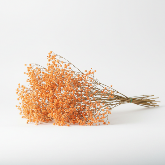 paniculata-flor-naranja