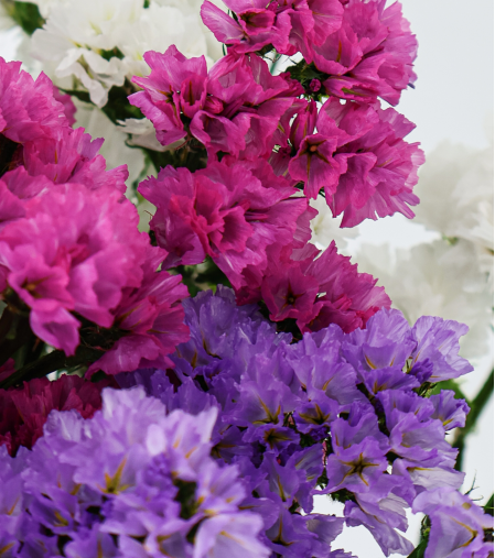 statice-flor-multicolor