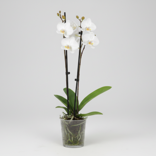 Orquídea Phalaenopsis 2 varas con flores