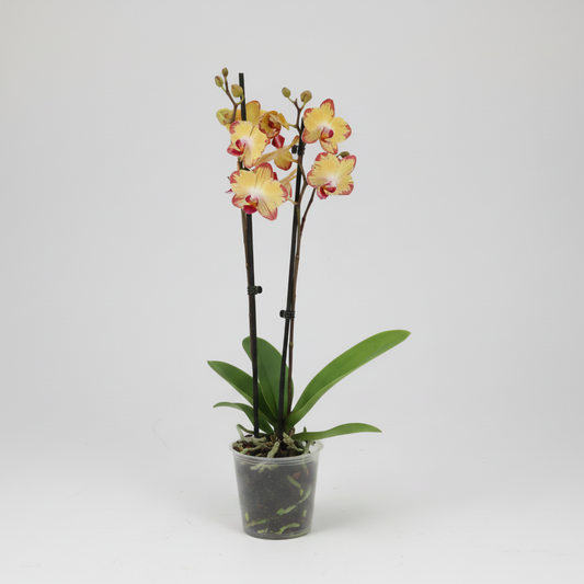 orquidea phalaenopsis amarilla planta interior