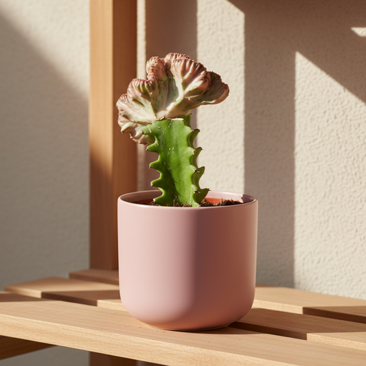 Cactus cresta Euphorbia lactea en maceta