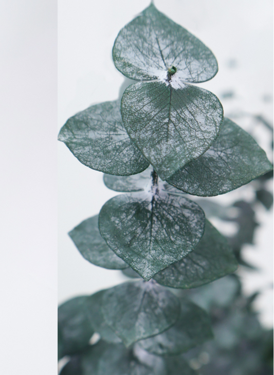 Eucaliptus Baby Blue Azul Preservado