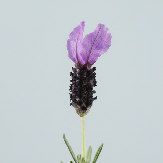 Lavanda