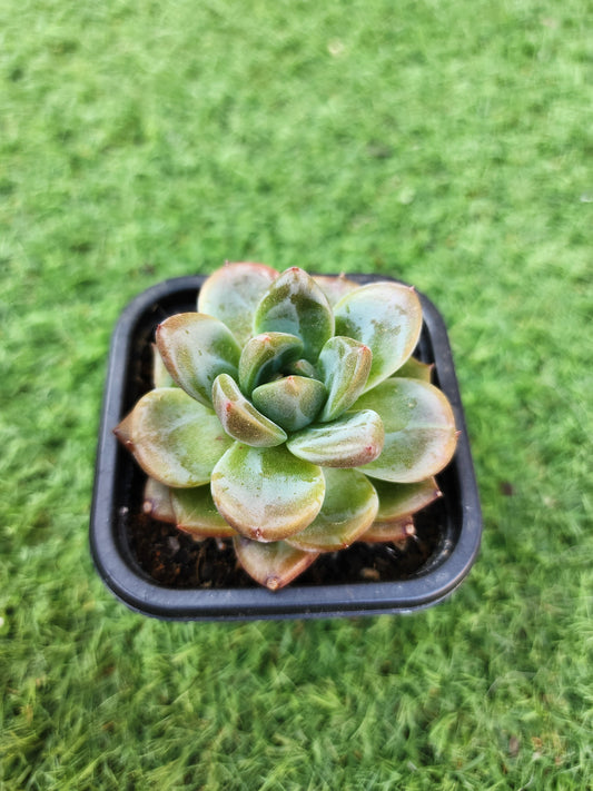 Echeveria Champagne (Corea)
