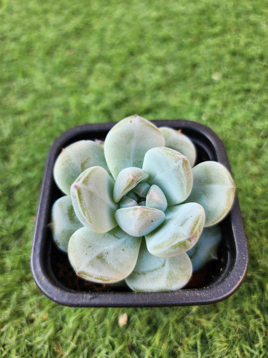 Echeveria Snow Lotus (Corea)