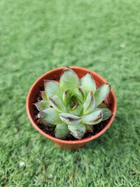 Echeveria Lingzhu (Corea)
