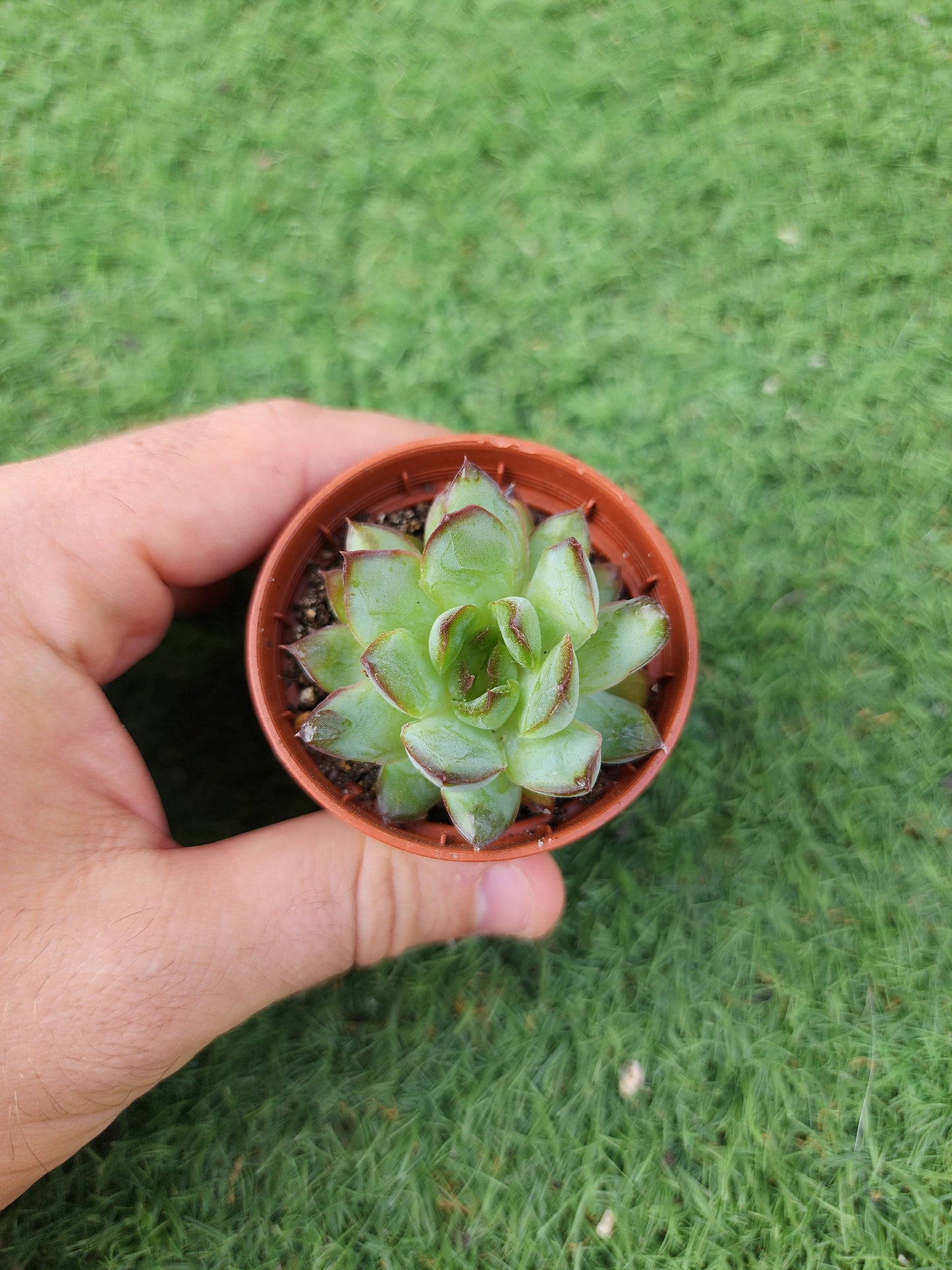 Echeveria Lingzhu (Corea)