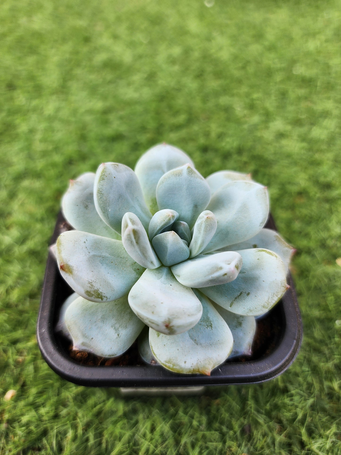 Echeveria Orange Monroe (Corea)