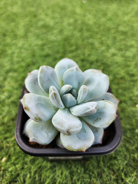 Echeveria Orange Monroe (Corea)
