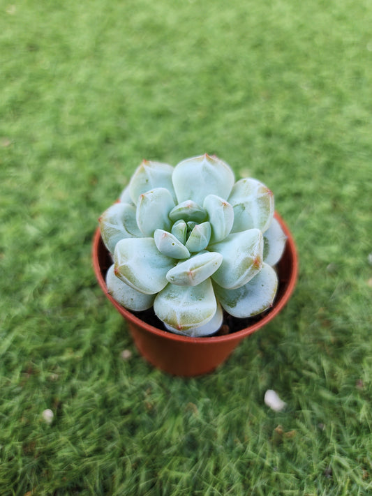 Echeveria Star Orange (Corea)