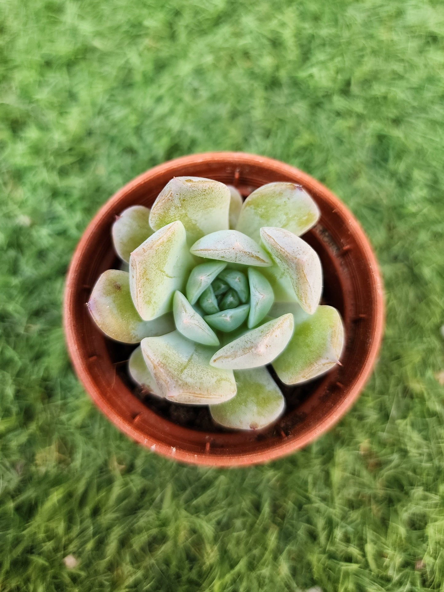 Echeveria Amazing Grace (Corea)