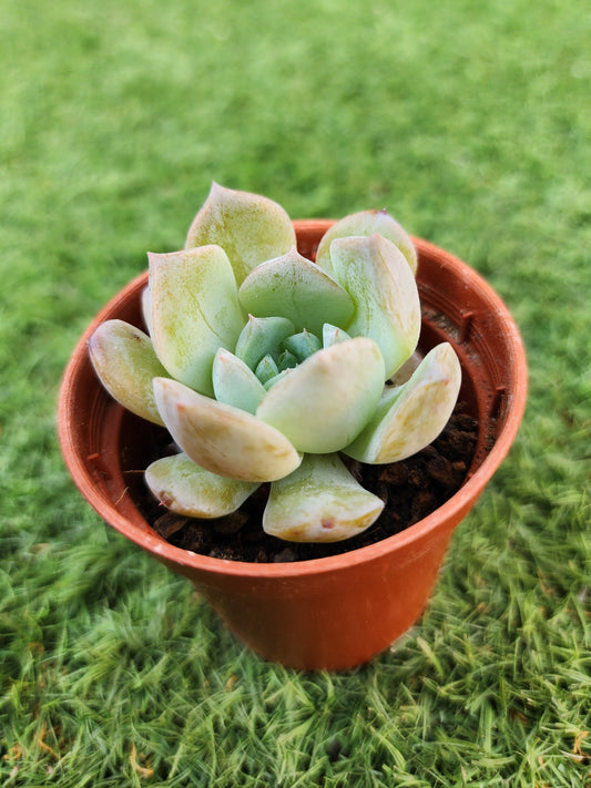 Echeveria Amazing Grace (Corea)