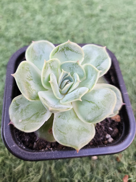 Echeveria Onslow (Corea)