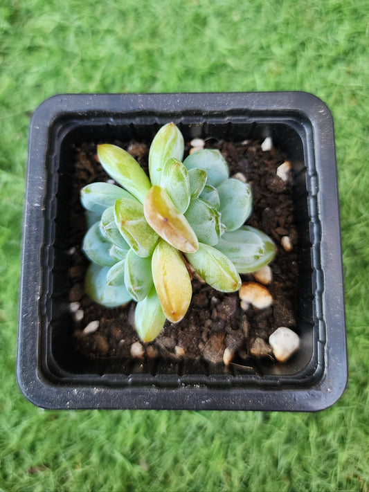 Echeveria Celebrity (Corea)