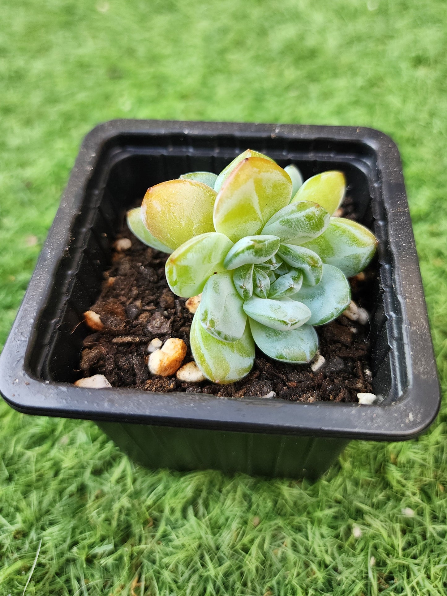 Echeveria Celebrity (Corea)