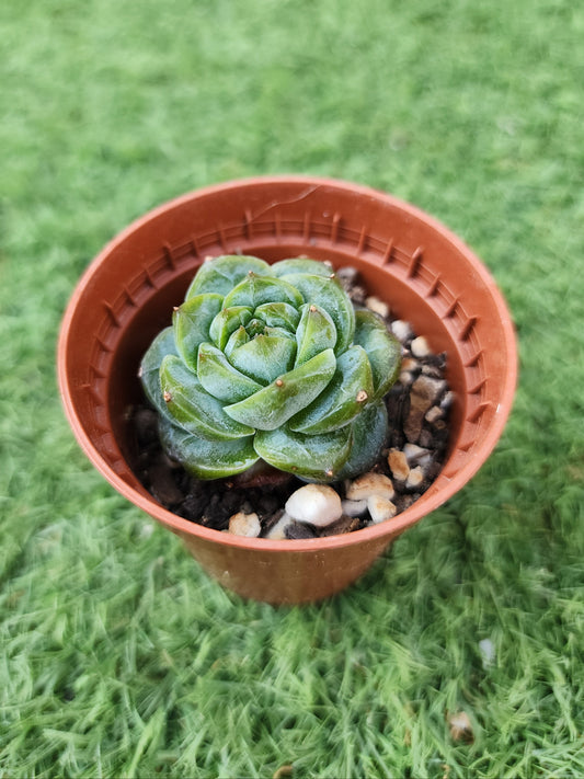 Echeveria Daiquiri (Corea)