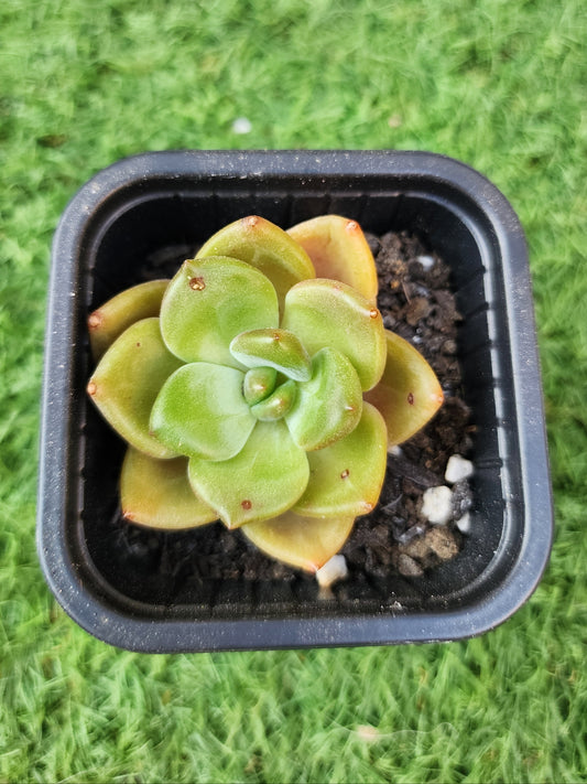 Echeveria Brandy (Corea)