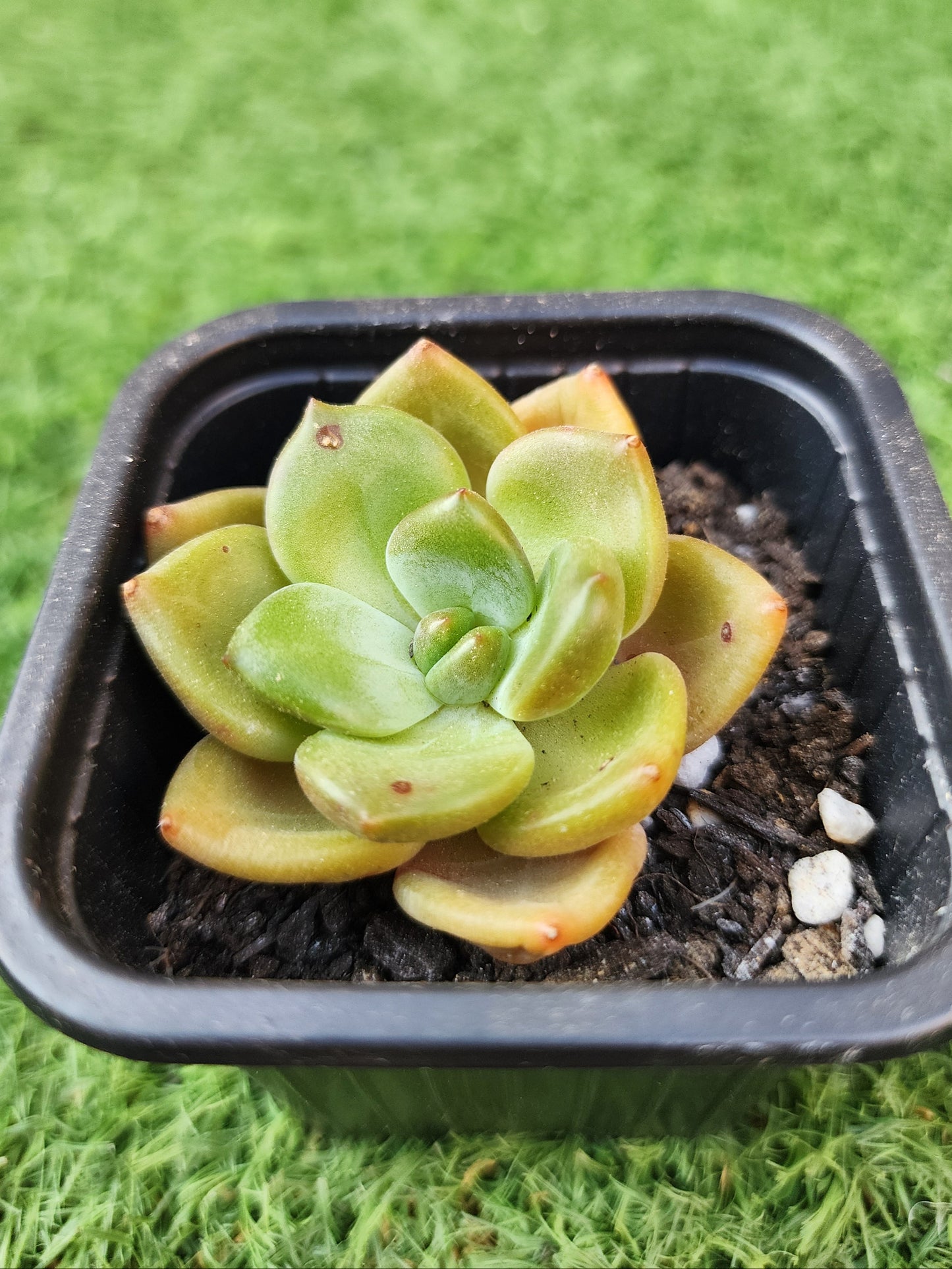Echeveria Brandy (Corea)