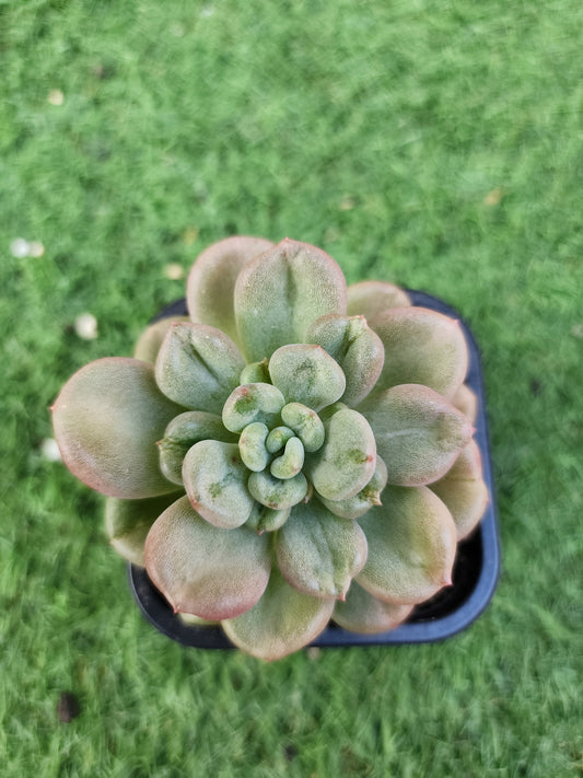 Echeveria Bill Gates (Corea)