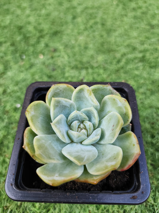 Echeveria Star Jennie (Corea)