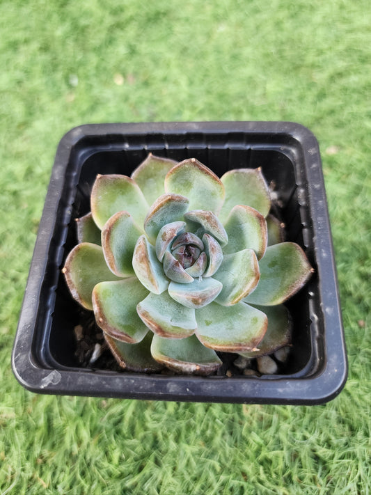 Echeveria Black Monroe (Corea)