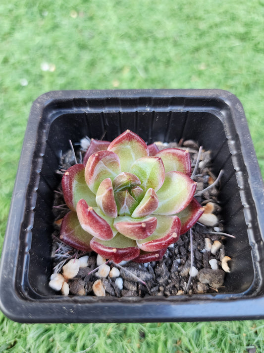 Echeveria Black Knight (Corea)