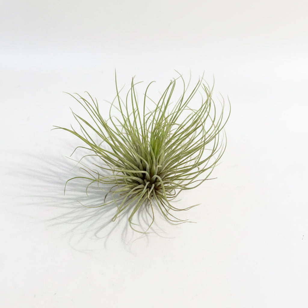 Tillandsia Fuchsii