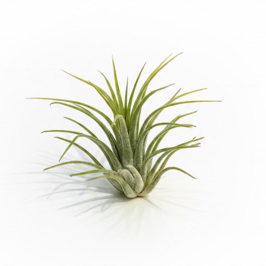 Tillandsia Ionantha Druid