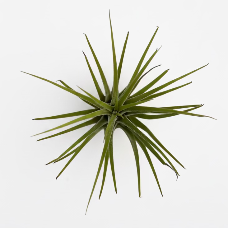 Tillandsia