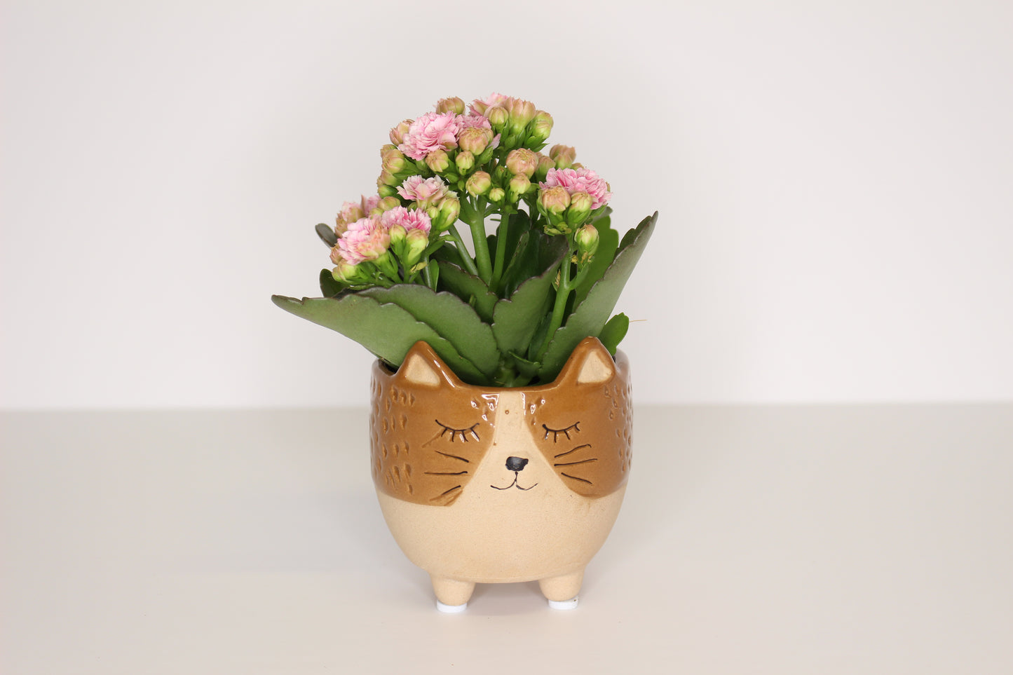 Macetero gatito cerámica mini