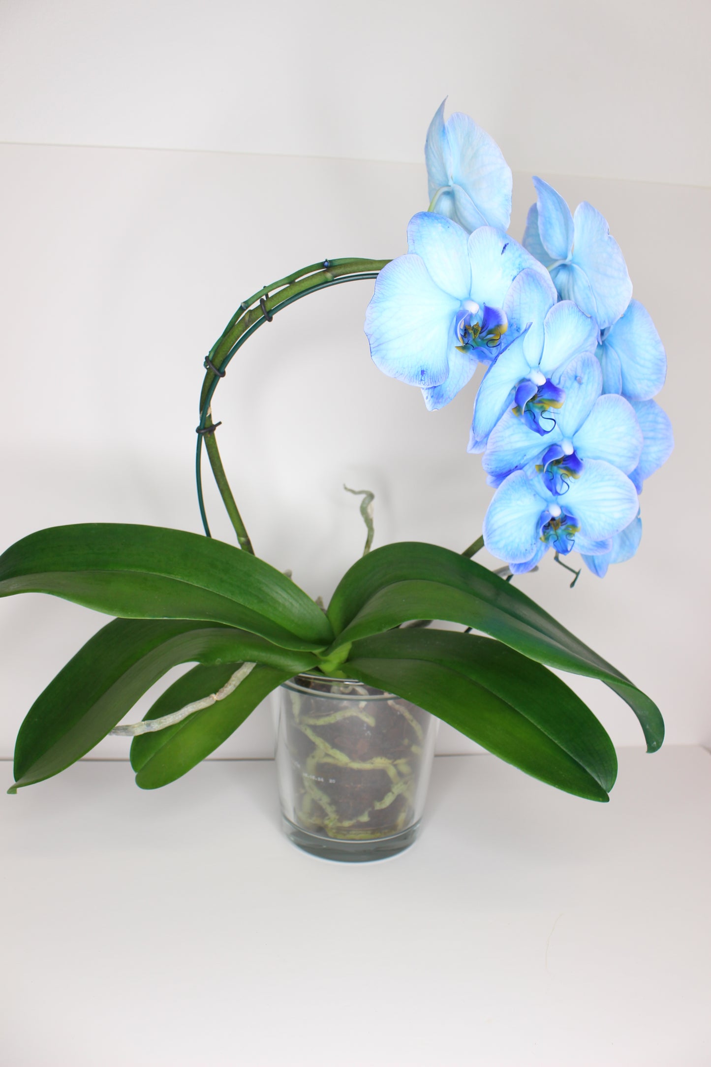 Macetero orquídeas cristal