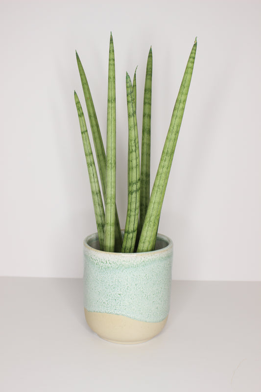 Macetero Porcelana Verde