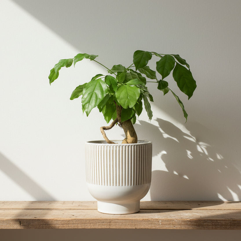 macetero-ceramica-grande