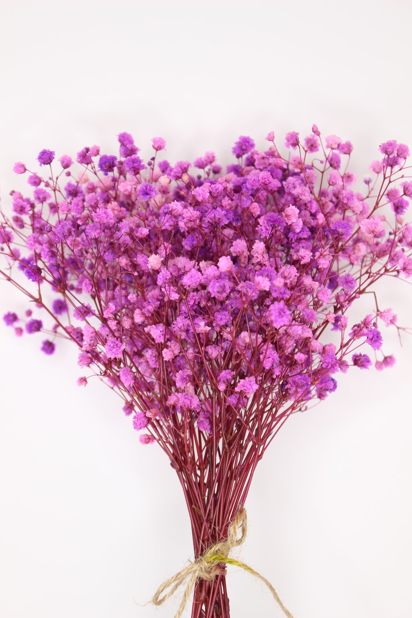 Ramillete Paniculata Fucsia Preservada