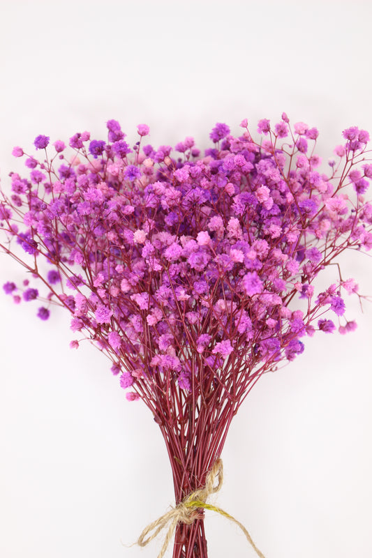 Ramillete Paniculata Fucsia Preservada M