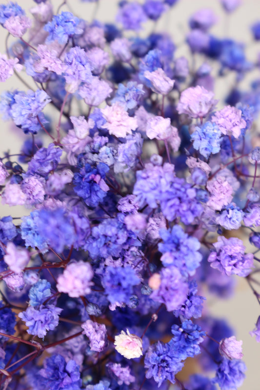 Ramillete Paniculata Lila Preservada S