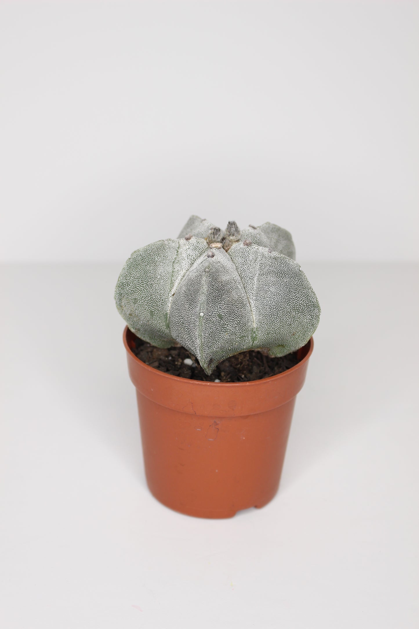 Astrophytum Myriostigma